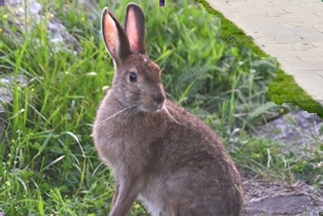 Urban hare/rabbit